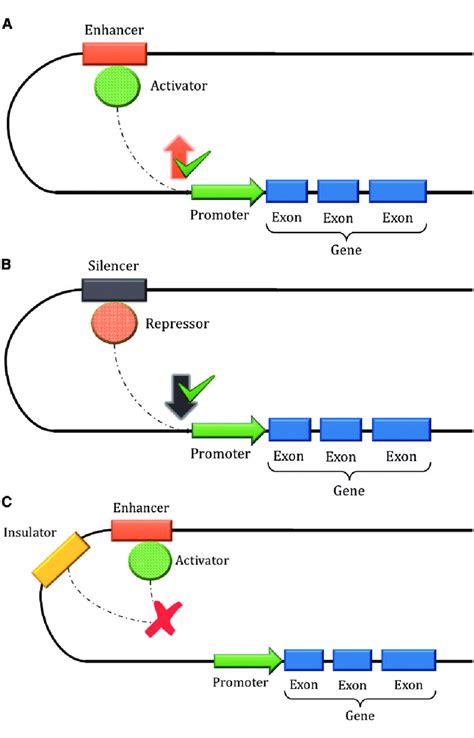 Representation of the effects of cis-regulatory elements: enhancers... | Download Scientific Diagram