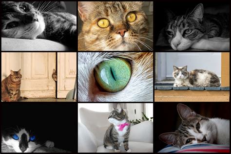 Kitty Collage Free Stock Photo - Public Domain Pictures