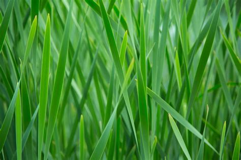 Green Grass Free Stock Photo - Public Domain Pictures