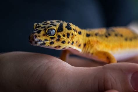 Best 50 Leopard Gecko Morphs: Color List & Pictures