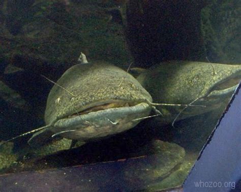 Flathead Catfish: WhoZoo