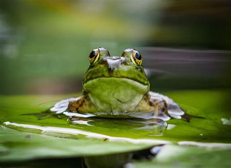 Frog on a Lily Pad | Groen