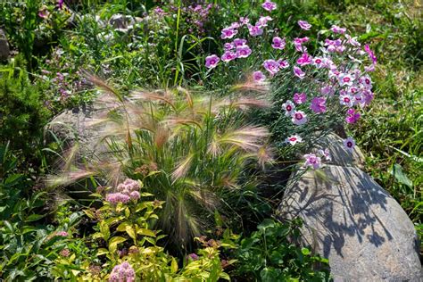 9 Beautiful Perennial Grasses for Zone 5