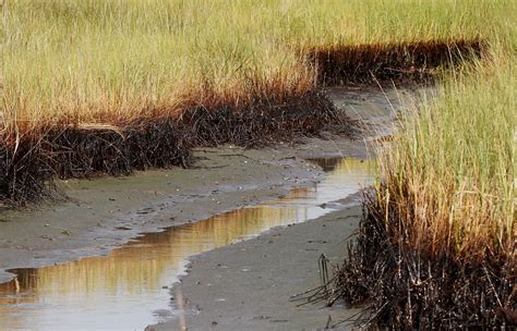 $215M in BP oil spill money to restore Louisiana marshes | AP News