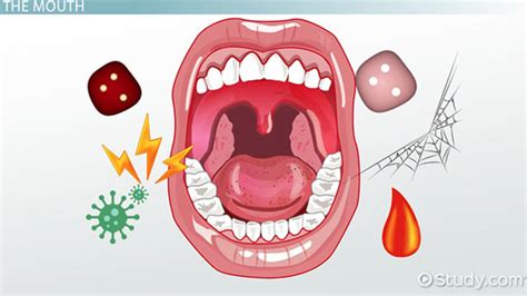 Diseases of Oral Cavity Tissues: Terminology - Lesson | Study.com