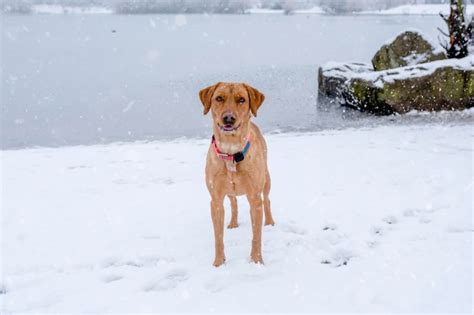 Premium Photo | A cheerful funny dog plays on the shore of a lake in ...