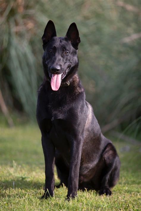 Black Long Haired Belgian Malinois: Meet the Most Powerful Dog Breed!