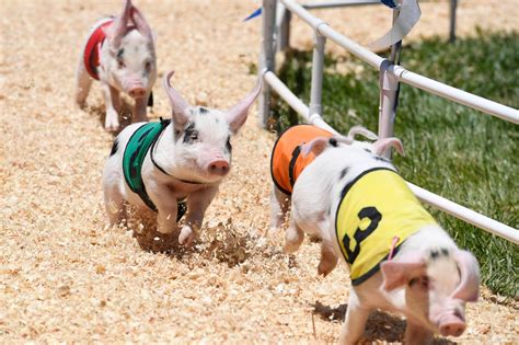 Pig racing at the county fair — cute or cruel? The answer isn’t simple ...