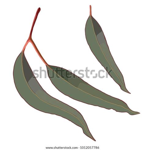 Red Gum Tree Leaves Vector Stock Vector (Royalty Free) 1012057786 ...