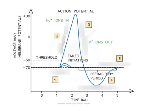 8.3 Understand how a nerve impulse (action potential) is conducted ...