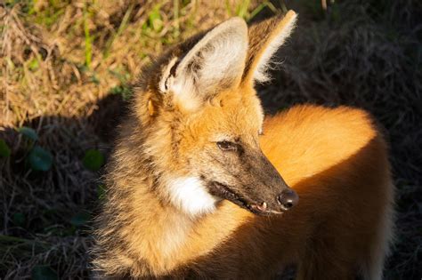 Mirá cómo liberaron a un aguará guazú en una reserva en Santa Fe | Weekend