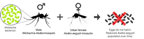 How Does Wolbachia-Aedes Suppression Technology Work