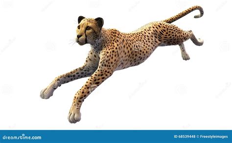 Cheetah Running Side View Cartoon Vector | CartoonDealer.com #87719929