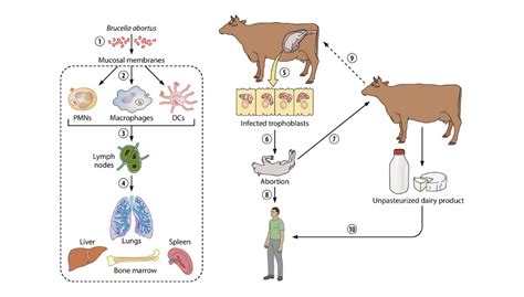 Brucellosis - WOAH Middle-East