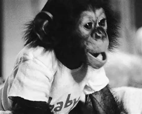 Nim Chimpsky, a chimpanzee who participated in Project Nim, a research project on teaching ...