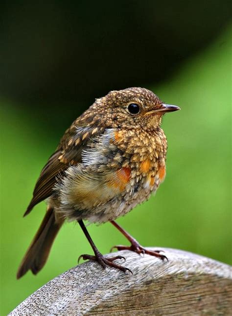 Baby Robin Photograph by Mark Stokes - Pixels