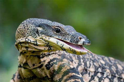 Where to Photograph Wildlife in Australia - Nature TTL