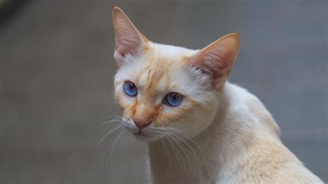 Flame Point Siamese Cat Breed Facts and Information - Pet Haver