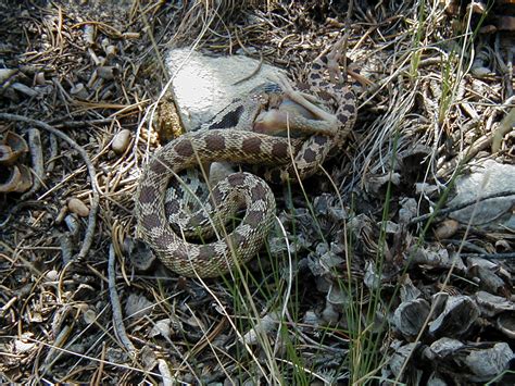 Snake Food - Great Basin National Park (U.S. National Park Service)