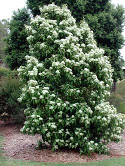 Backhousia 'Lemon Scented Myrtle' - Hello Hello Plants