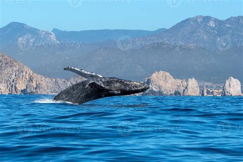 humpback whale breaching 17413740 Stock Photo at Vecteezy