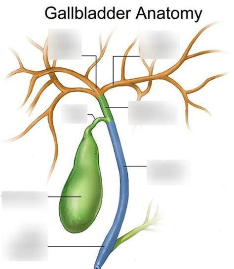 Diagram of Gallbladder Anatomy | Quizlet