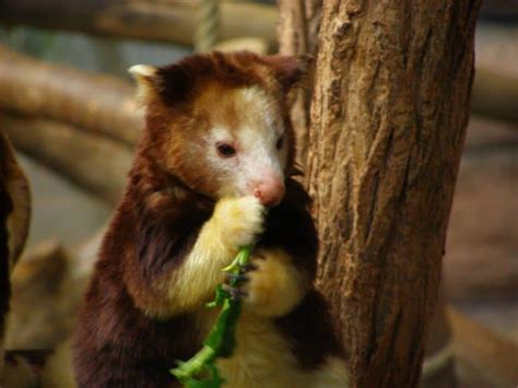 Tree Kangaroo l Riveting Creature - Our Breathing Planet