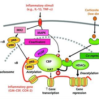 Oral Steroids Mechanism Asthma Which One to Use