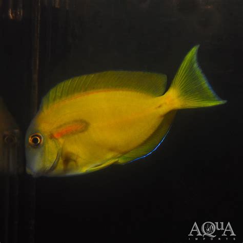 Orange Shoulder Tang (Acanthurus olivaceus) - Aqua Imports