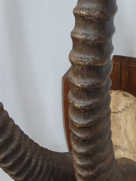 Antiques Atlas - A Large Pair Of Mounted African Sable Horns as884a529 / 200521