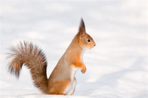 Premium Photo | Squirrel in the snow