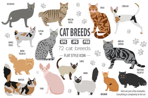 All world CAT BREEDS in one set in Illustrations on Yellow Images Creative Store