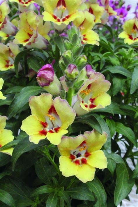 6 Gorgeous Snapdragons For 2014 | Greenhouse Grower