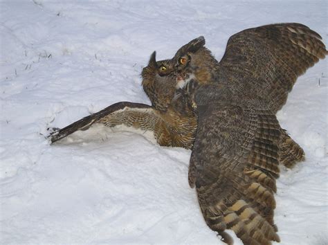 Máistir Nádúraí: Great Horned Owl Fight