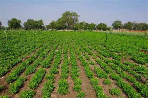 Pests and Diseases Management in Groundnut (Peanut): Causes, Symptoms, Chemical, and Biological ...