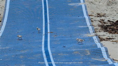 The Piping Plover Project | Dedicated to Piping Plover Conservation