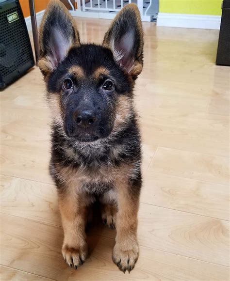 German Shepherd Puppies Nyc : GORGEOUS MALE GERMAN SHEPHERD PUPPIES FOR ...