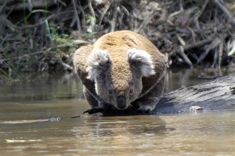 Mammals along Murray River | ETA Unknown