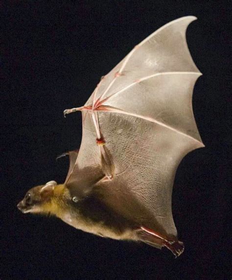 Bat in flight | Bats | Pinterest