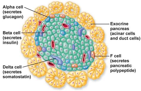 Pictures Of Alpha Cells