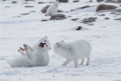 10 Fun Facts About The Arctic Fox | Arctic Kingdom