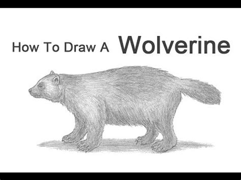 How to Draw a Wolverine - YouTube