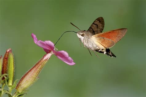 Hummingbird Hawk-moth Facts, Range, Habitat, Behavior, Pictures