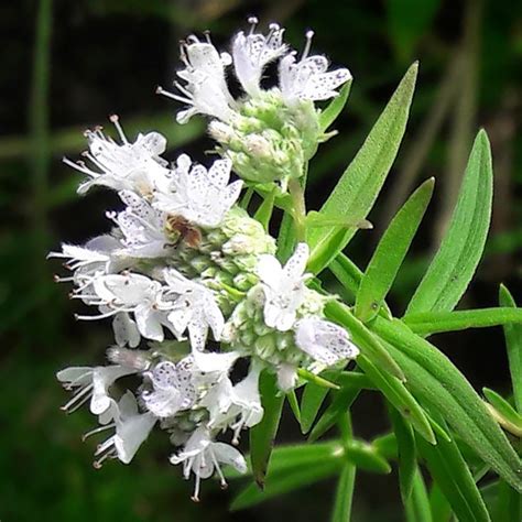 Native Illinois Prairie Flowers / The Peak Of The Prairie Plants To Know And Grow Chicago ...