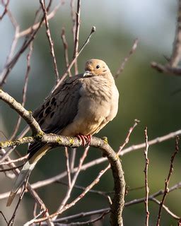 Mourning Dove | One of many doves out today | Allan Hack | Flickr