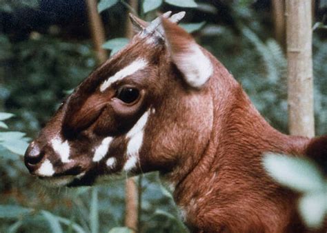 Saola | WWF