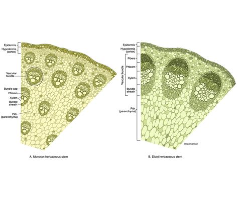 Monocot Vs Dicot Stem Cross Section