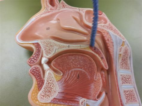 respiratory system - lab at Salt Lake Community College - StudyBlue