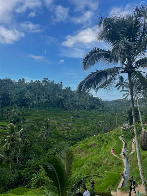 Ubud City Tour II: Monkey Forest, Palace, Art Market, and Rice Terrace ...