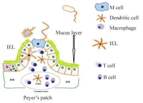 Schematic representation of Peyer's patches, M cells, and the different ...